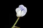 Lentil vetch